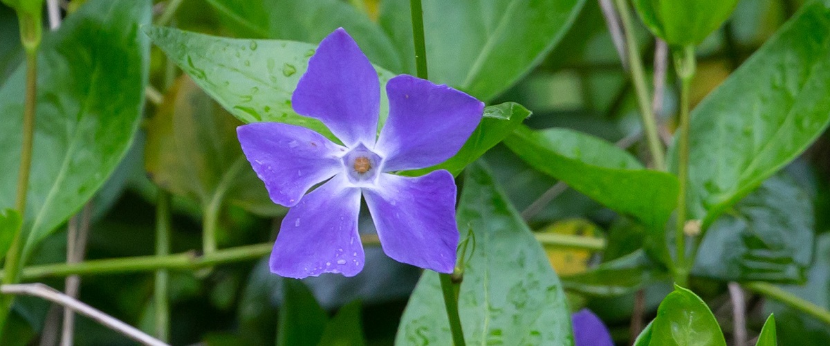 Vinca minor